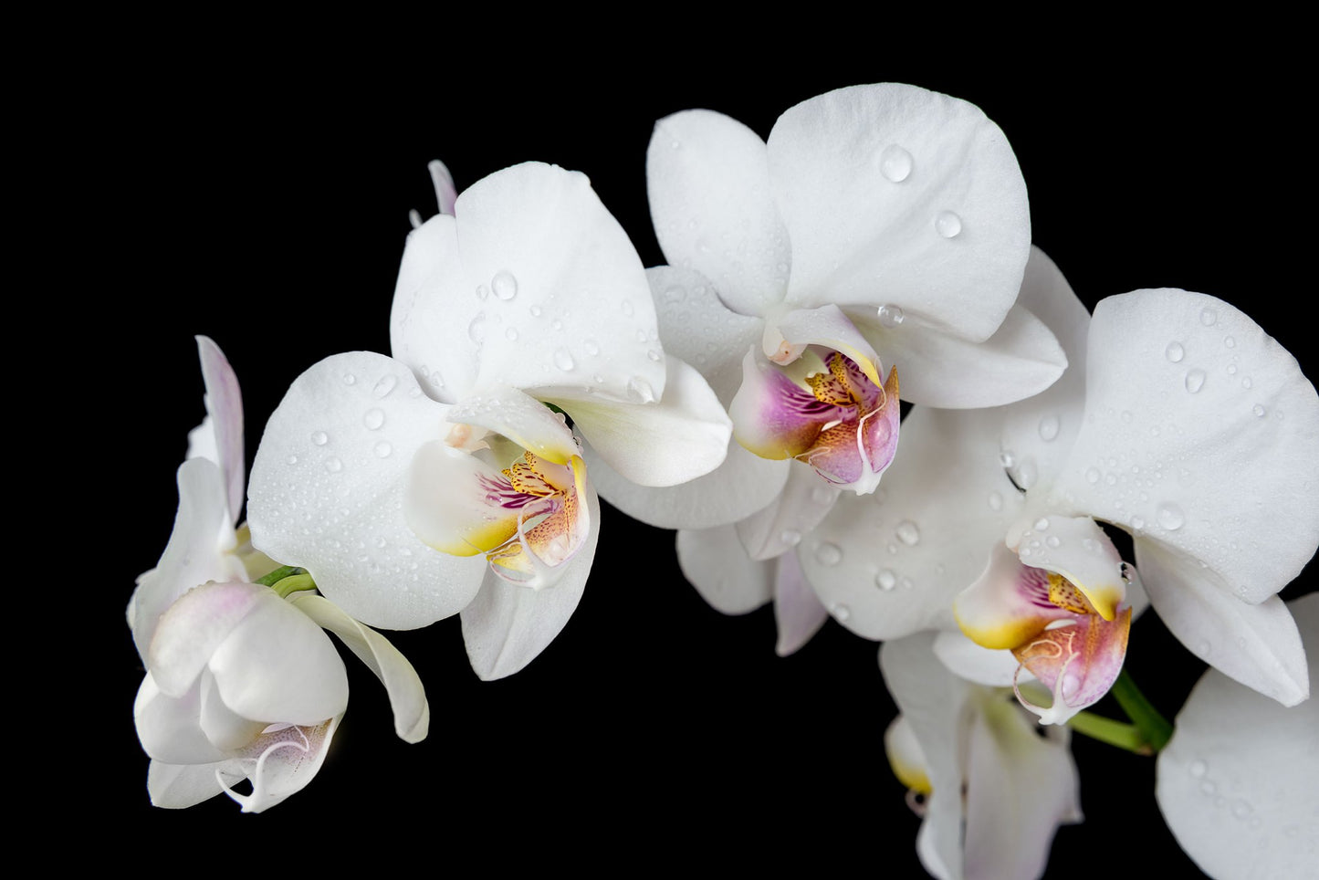 CALVIN White Orchid Glass Wall Art