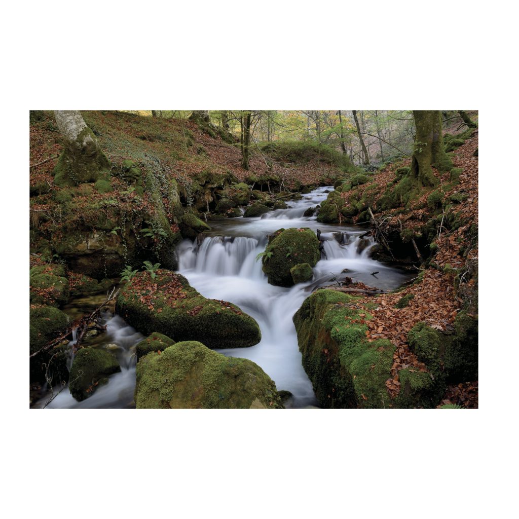 MOSSY Stream and Forest Harmony Modern Wall Art
