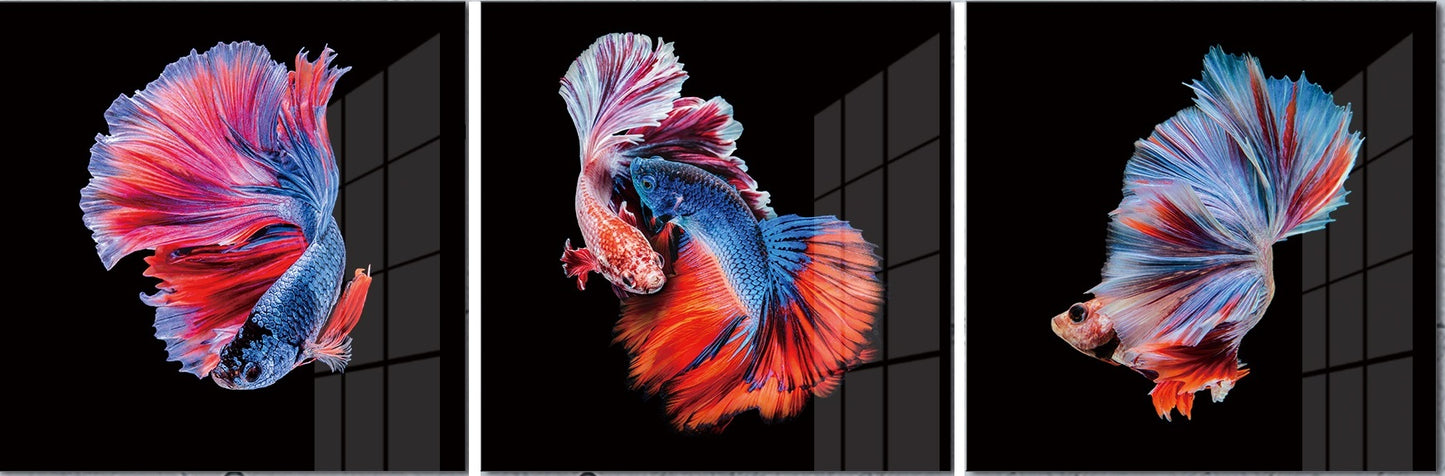 Siamese Fighting Fish in Tempered Glass Print