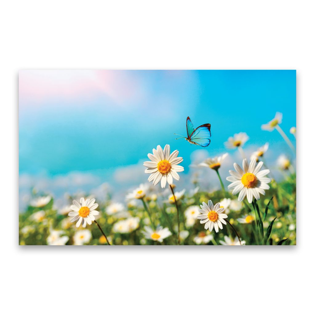 CHAMOMILE Delicate Floral Modern Wall Art